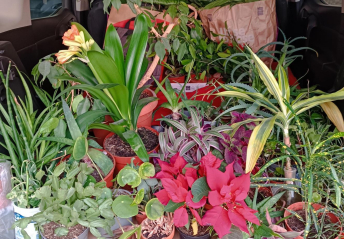 Kytky ve dvoře 2026