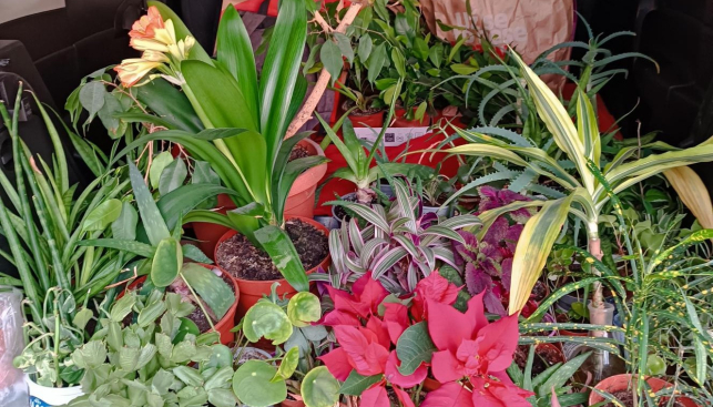 Kytky ve dvoře 2026